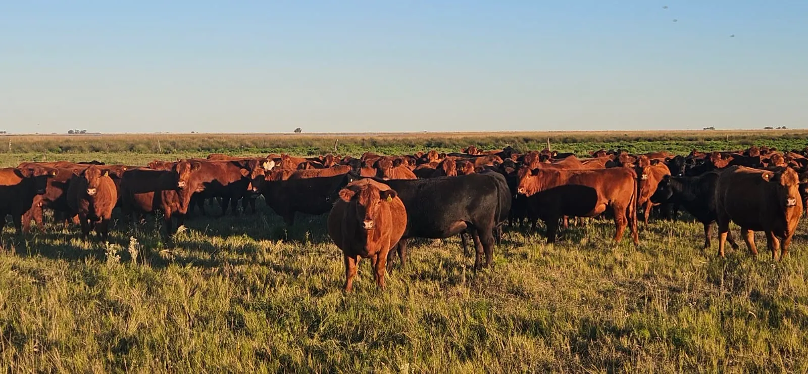 Rodeo de cría en el campo al atardecer