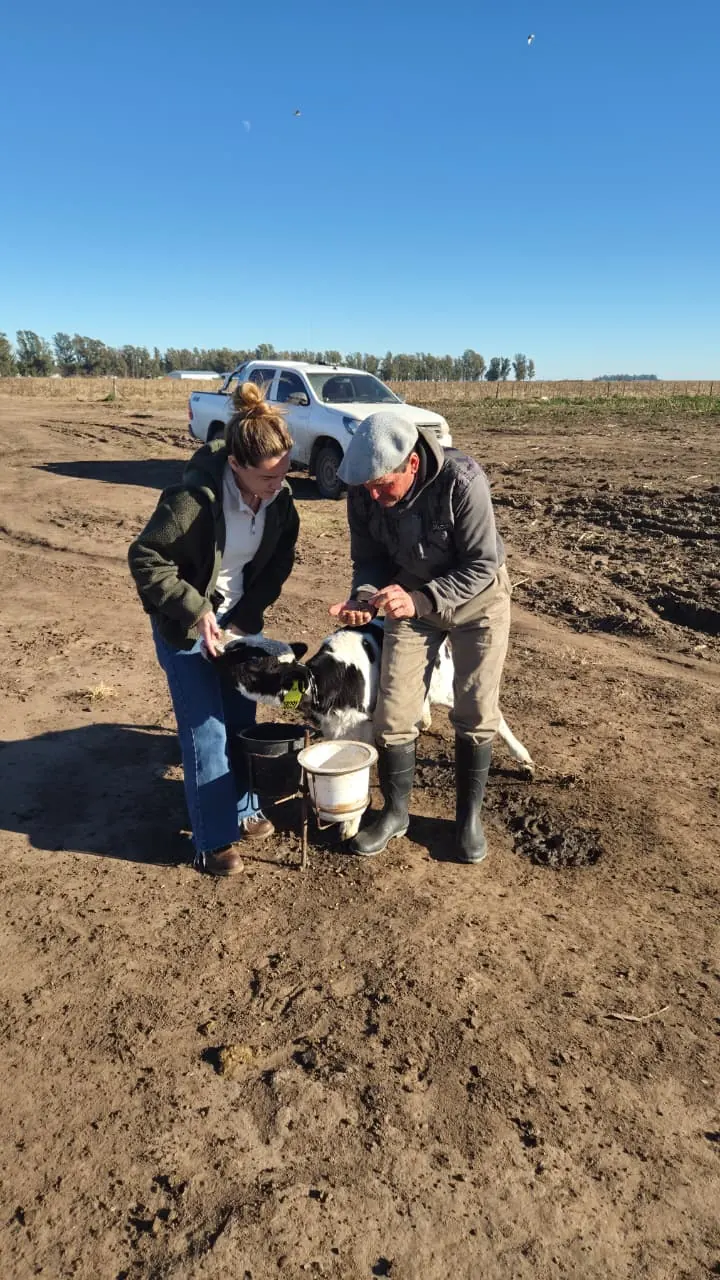 Trabajo de manejo con un ternero Holando en el campo
